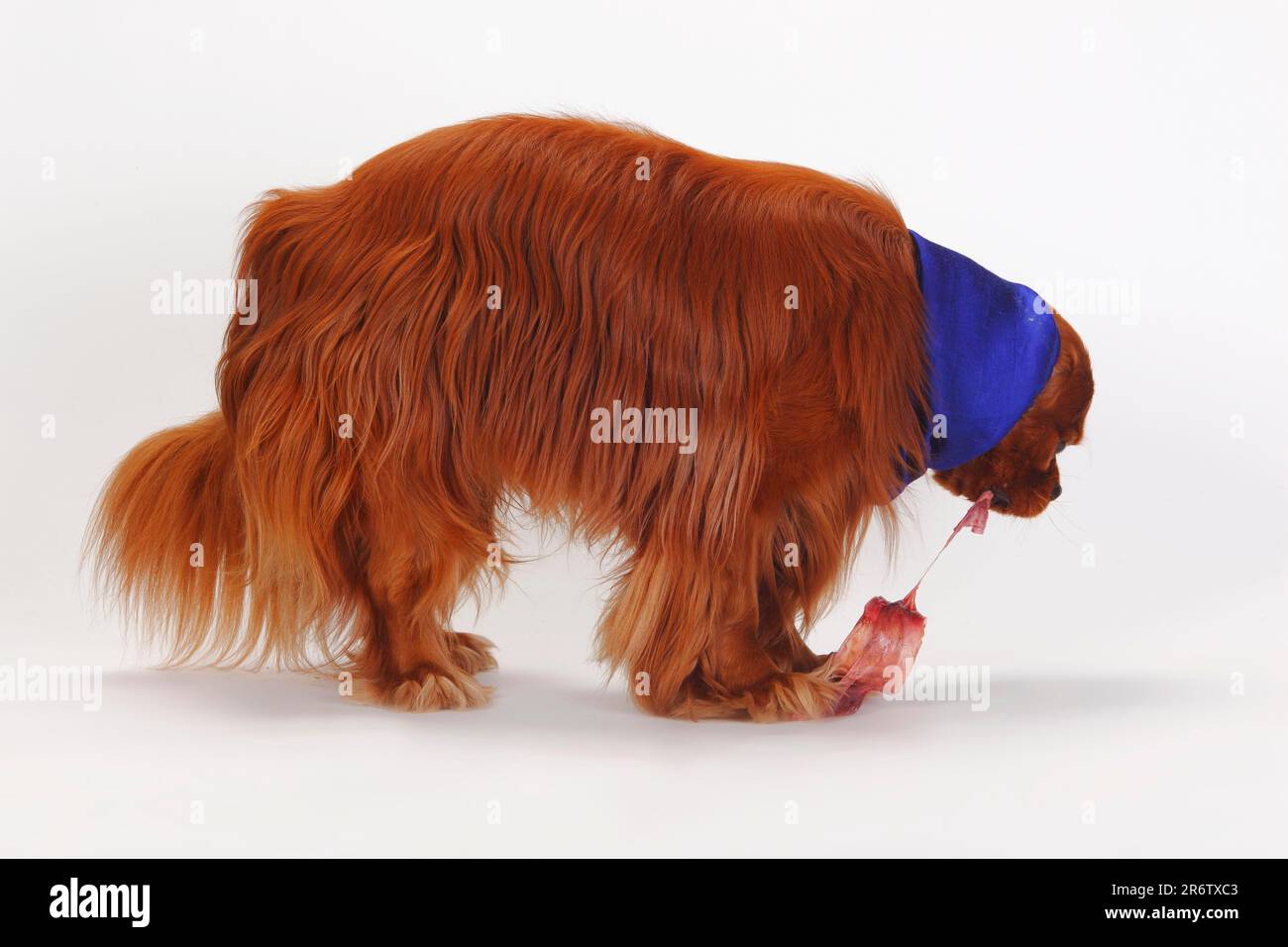 Kavalier König Charles Spaniel, Rubin, isst rohes Fleisch, rohe Knochen, Trab, Luftröhre, Rind, BARF, Kotzen, rohe Fütterung, Hundemütze, Schnuller, Essmütze, seitlich Stockfoto