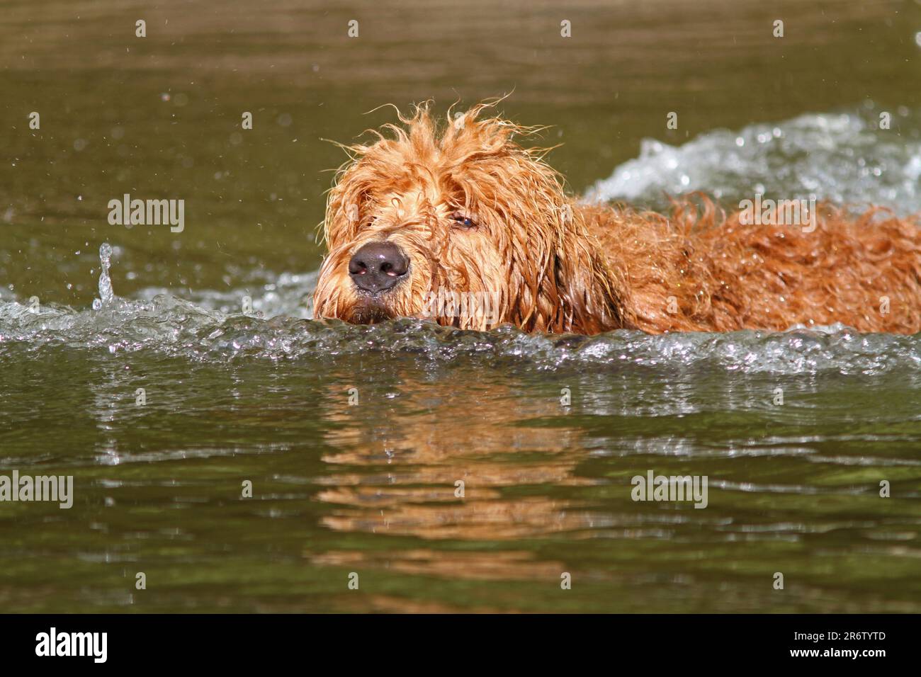 Ein goldendoodle Welpe spritzt beim Schwimmen in einem See an einem sonnigen Tag. Stockfoto