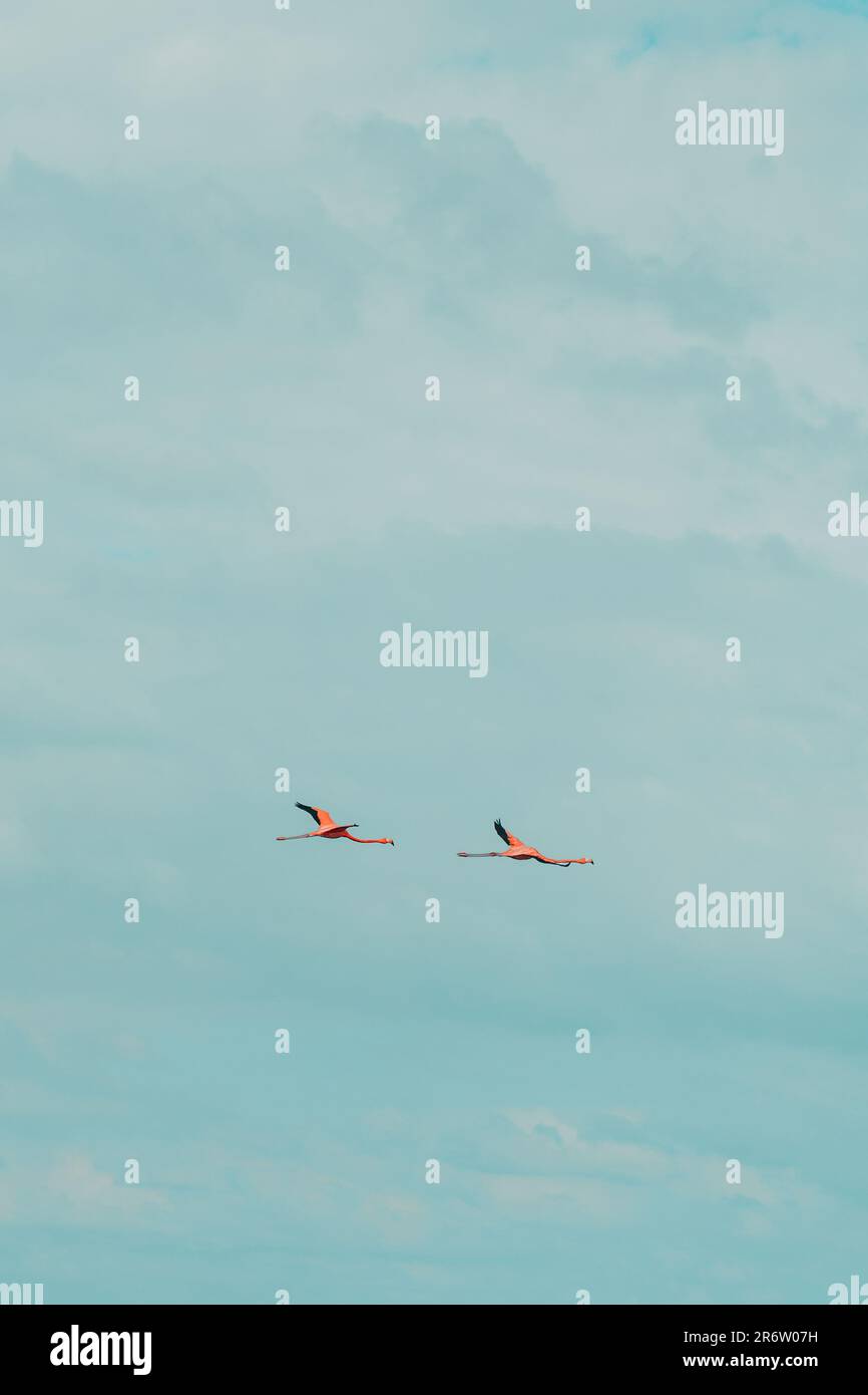 Vor dem Hintergrund eines wolkigen blauen Himmels schweben zwei Flamingos anmutig, ihre ausgestreckten Flügel malten die Luft mit Eleganz und Pracht. Ein Magnif Stockfoto