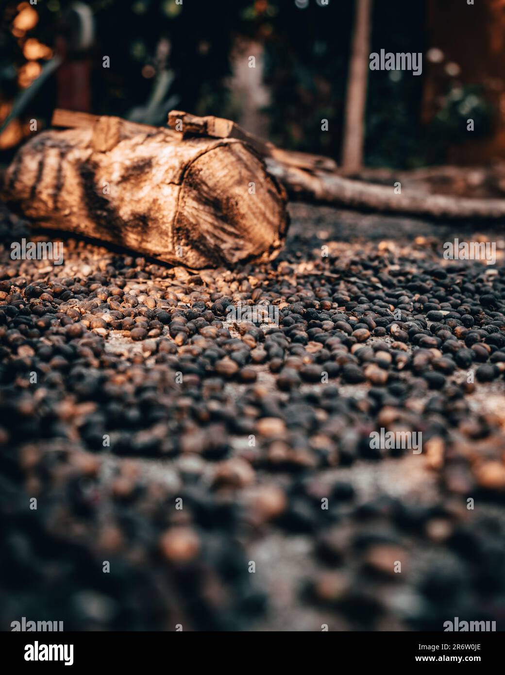 Kaffeesamen lagen auf dem Boden und wurden getrocknet. Die Wärme der Natur und die Luft lassen ihre Aromen sanft ausstrahlen und bewahren ihre Essenz für die Stockfoto