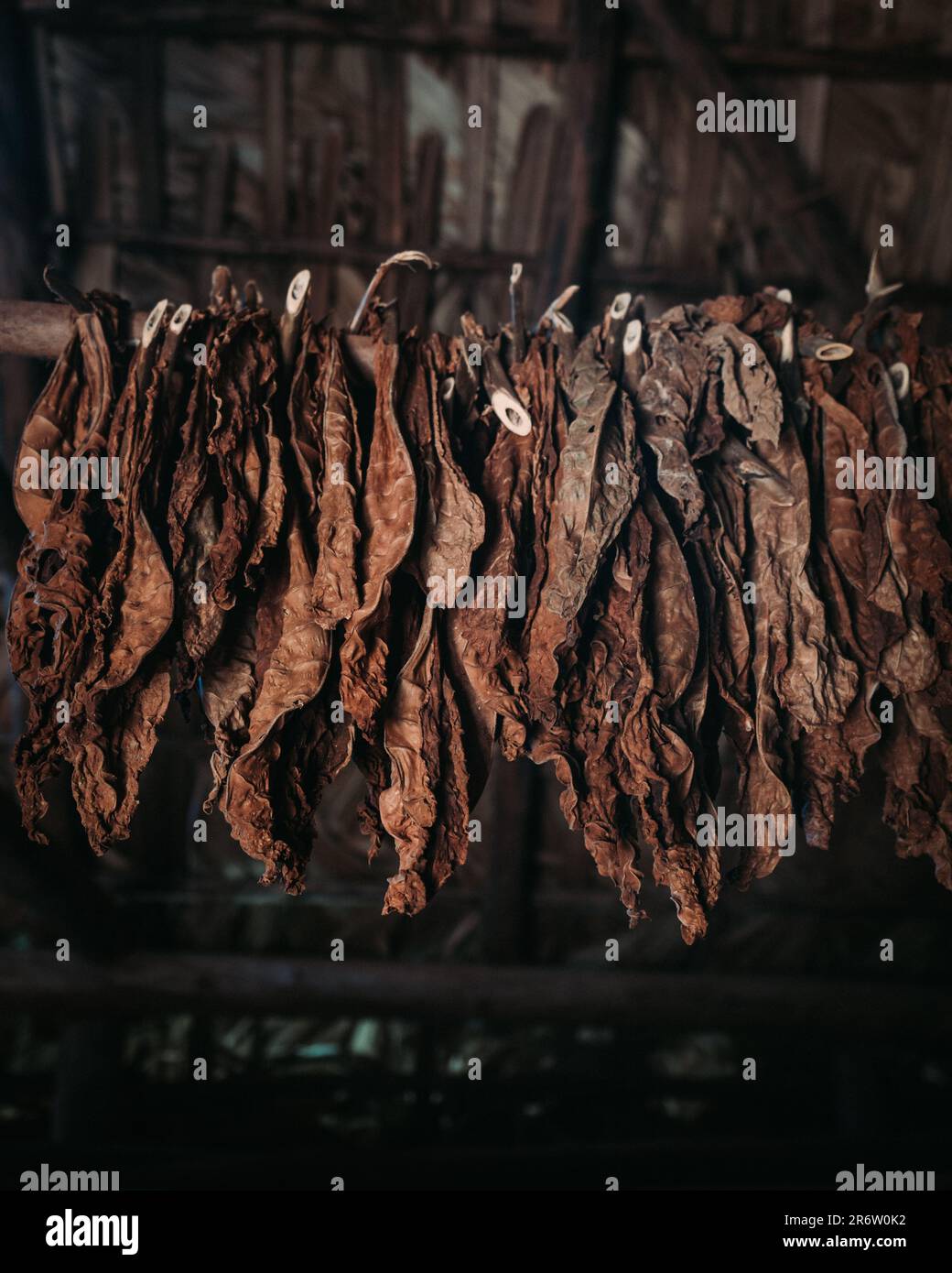 Tabakblätter hängen in der Luft und trocknen sanft, während sie sich verwandeln. Die Kunst der Natur entfaltet sich, indem sie die Essenz von Geduld und Handwerkskunst einfängt Stockfoto