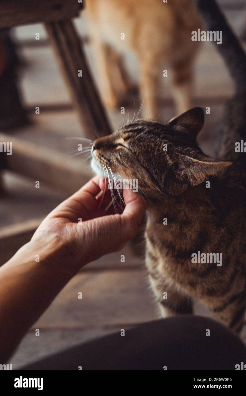 Die sanfte Hand einer Frau streichelt eine Katze, ihre Verbindung zeigt sich in der gemeinsamen Zuneigung. Ein zarter Moment, der die Sprache überwindet und die Macht zeigt Stockfoto