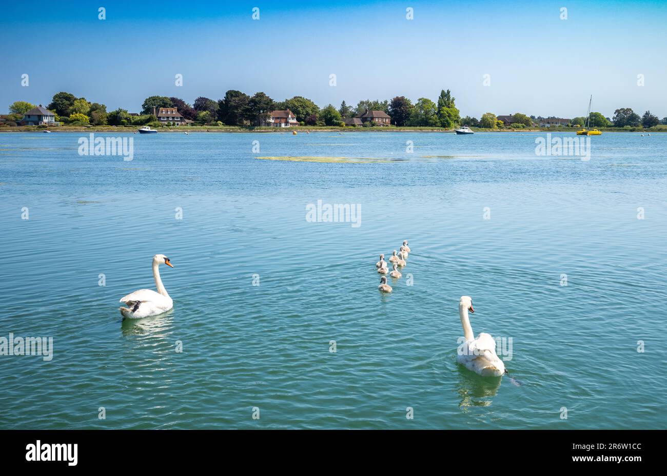 Ein männlicher und weiblicher Schwan (Cygnus) mit ihren acht Zygneten im Hafen von Chichester in Bosham in West Sussex, Großbritannien. Stockfoto