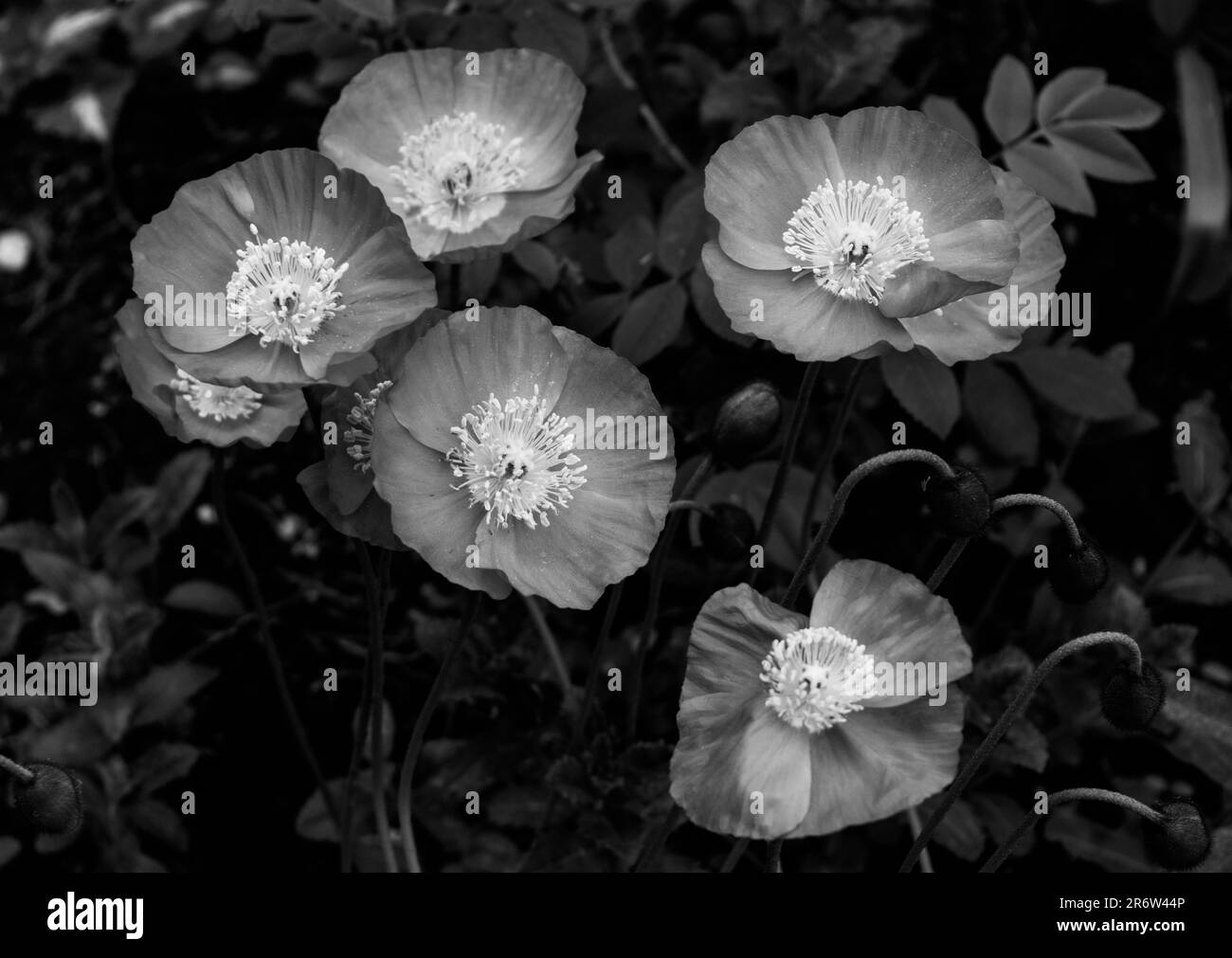 Blumen in schwarz und weiß Stockfoto