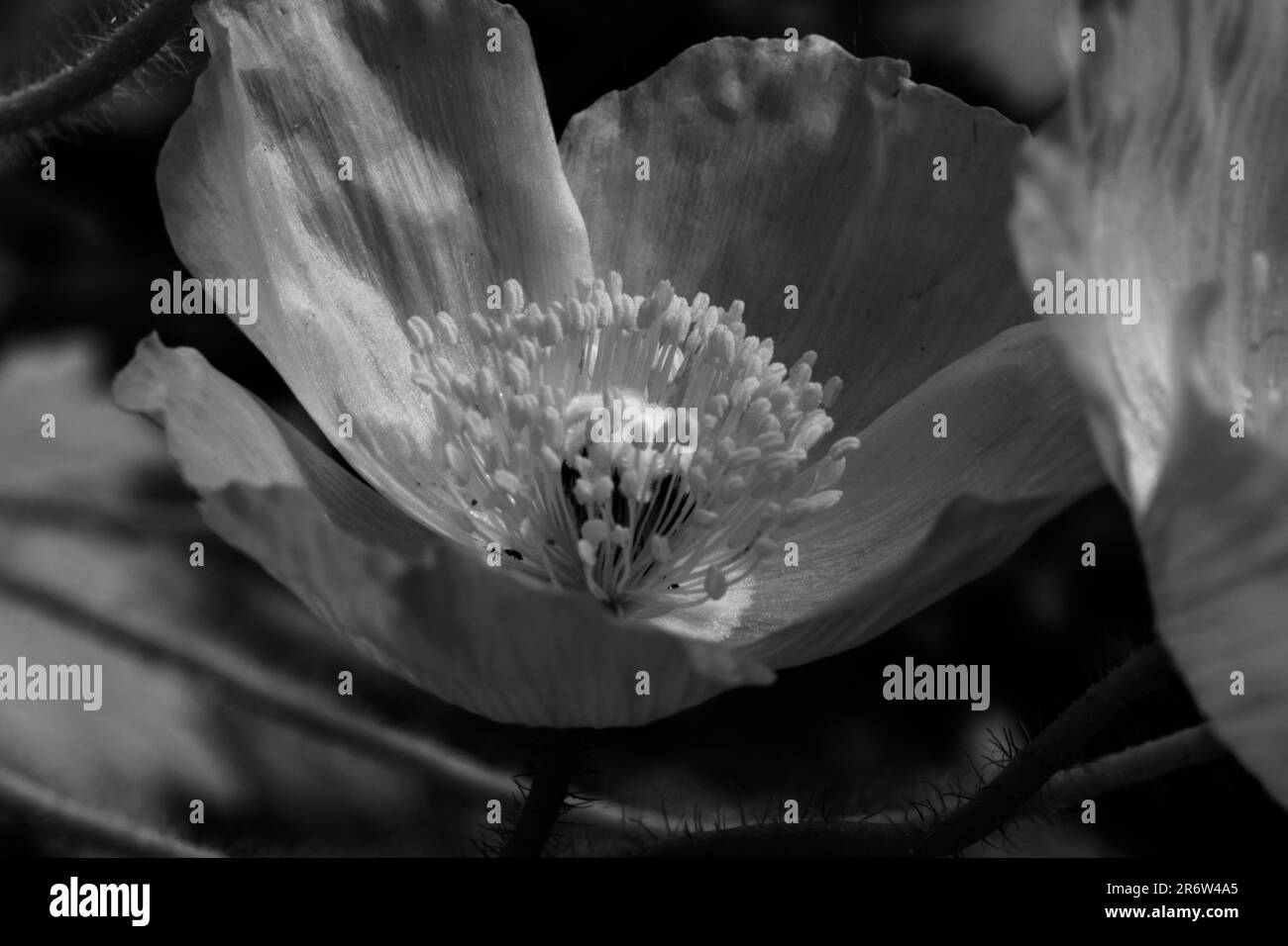 Blumen in schwarz und weiß Stockfoto