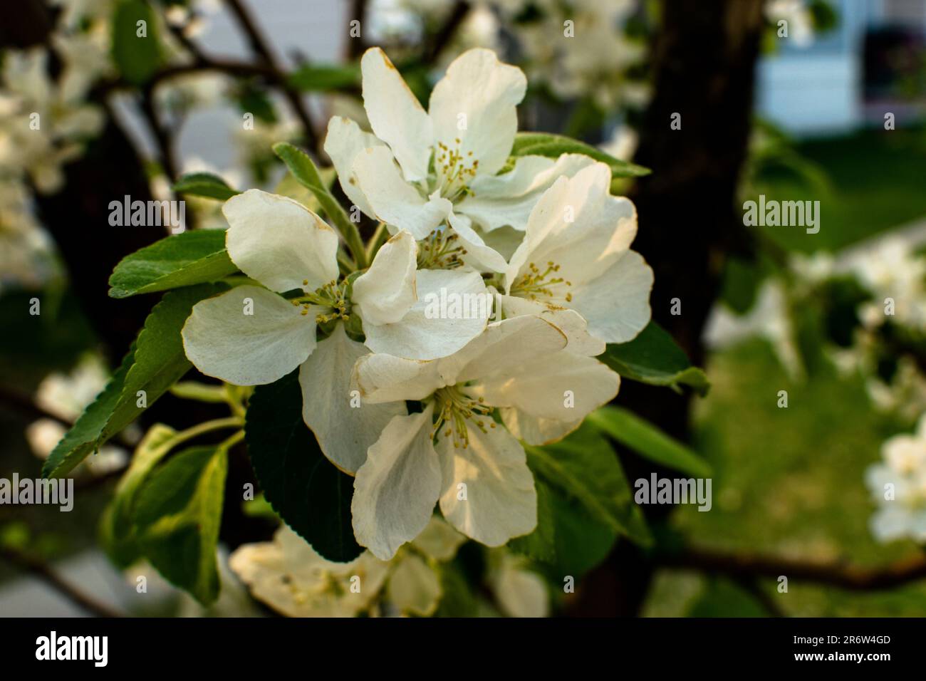 Apfel-Blüten Stockfoto