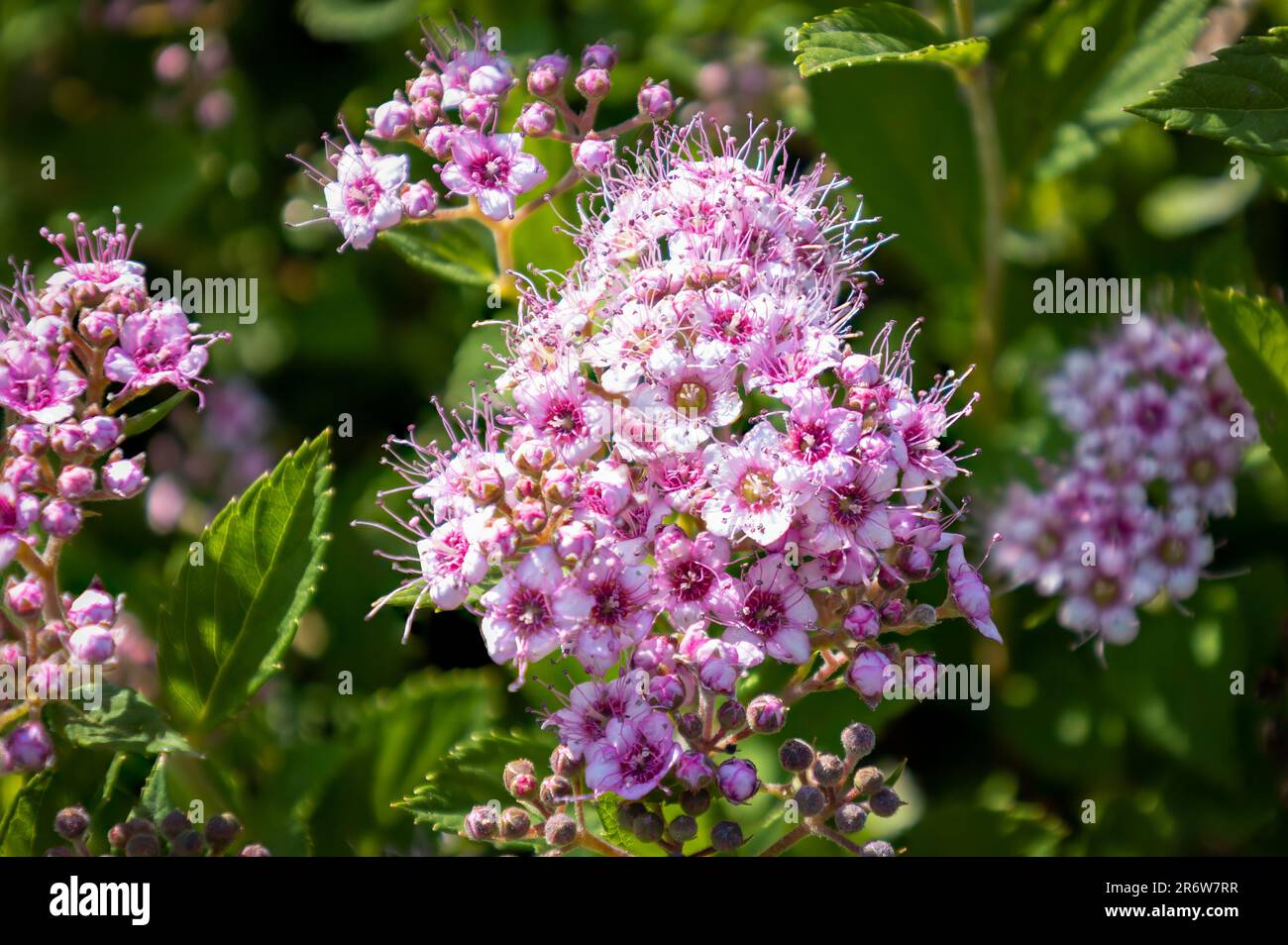 Wunderschöne Spiraea japonica mit den violett- und rosafarbenen kleinen Blumen und den frischen grünen Blättern als Hintergrund Stockfoto