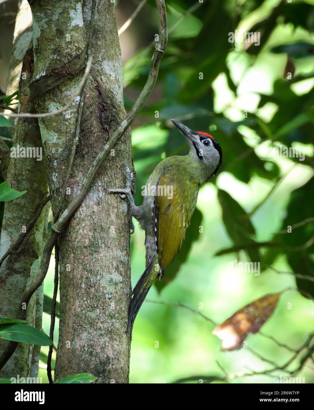 Der grauköpfige Specht, auch bekannt als der graugesichtige Specht, ist ein eurasisches Mitglied der Speckerfamilie Picidae. Stockfoto