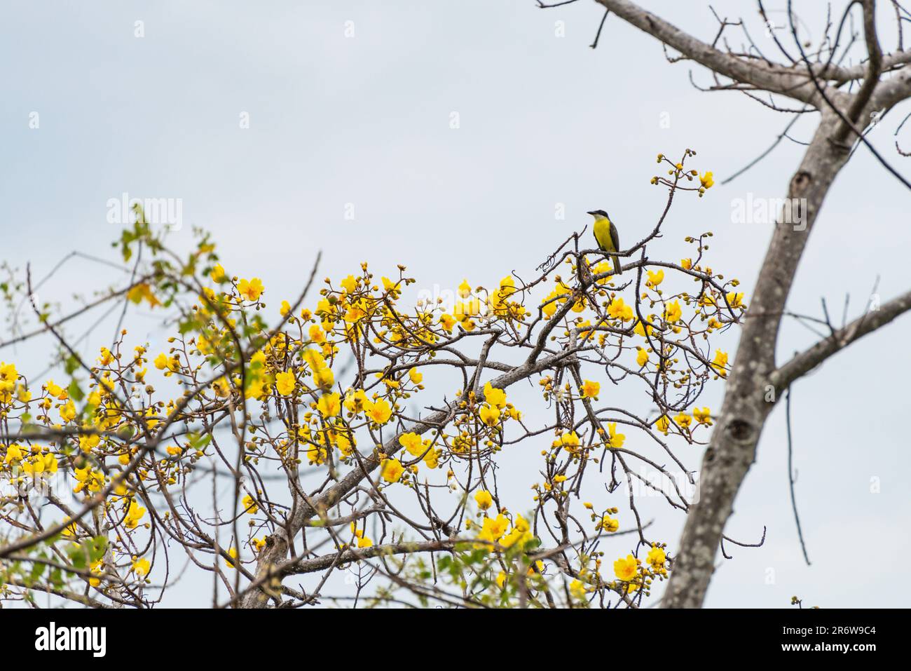 In der Trockenzeit in einem Megarynchus-Pitangua-Baum im Walddschungel von Nicaragua sitzender Fliegenfänger-Vogel Stockfoto