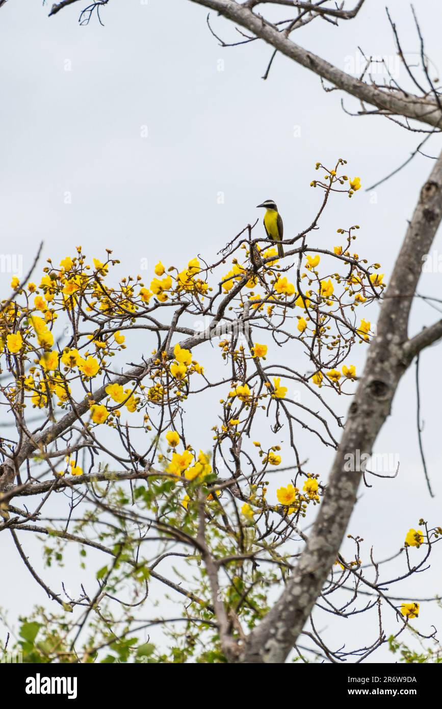 In der Trockenzeit in einem Megarynchus-Pitangua-Baum im Walddschungel von Nicaragua sitzender Fliegenfänger-Vogel Stockfoto