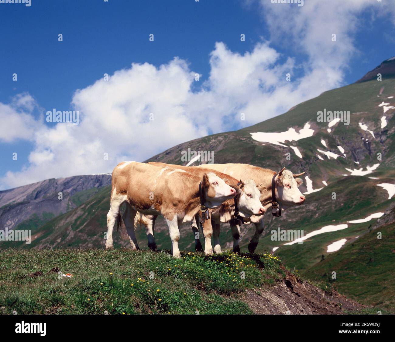 Die Schweiz. Grindelwald. Simmental züchtet Kühe in den Bergen. Stockfoto