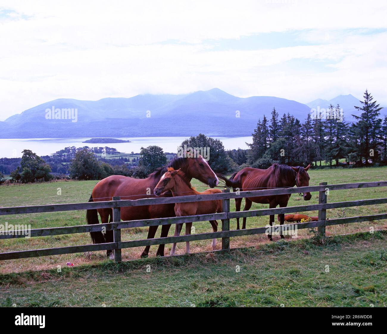 Irland. County Kerry. Lough Leane & Macgillycuddy's Steks. Pferde auf dem Feld. Stockfoto