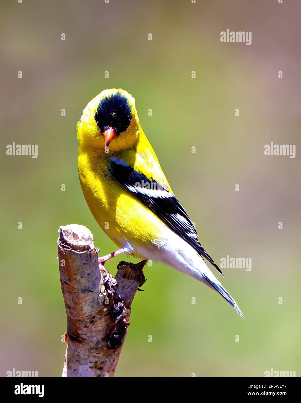 Goldfinch stand auf einem Ast mit einem bunten Hintergrund in seiner Umgebung und zeigte gelbe Gefiederfeder. Amerikanisches Goldfinsch-Porträt. Stockfoto