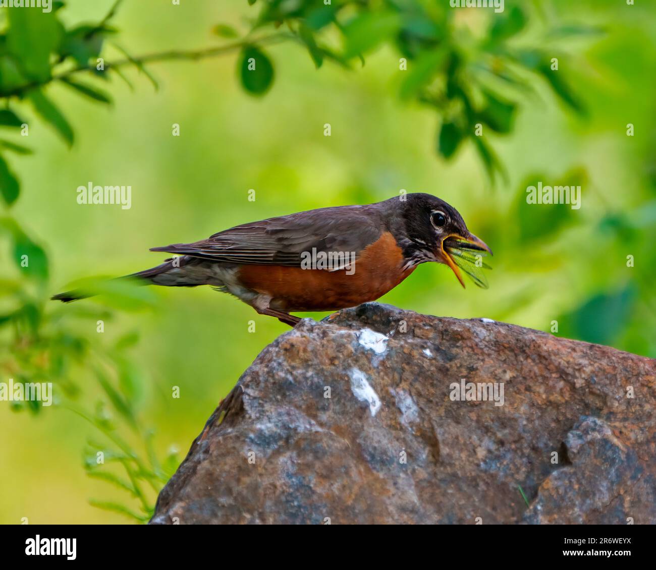 American Robin aus nächster Nähe, auf einem Felsen stehend und eine Libelle mit grünem Hintergrund in seiner Umgebung und seinem Lebensraum isst. Robin Picture. Stockfoto