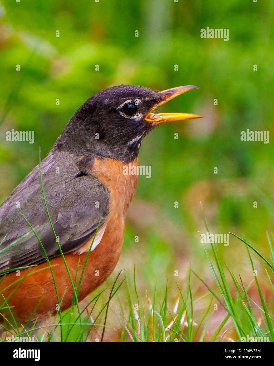 American Robin aus nächster Nähe mit offenem Schnabel in seiner Umgebung und Umgebung. Robin Picture. Kopfschuss. Stockfoto