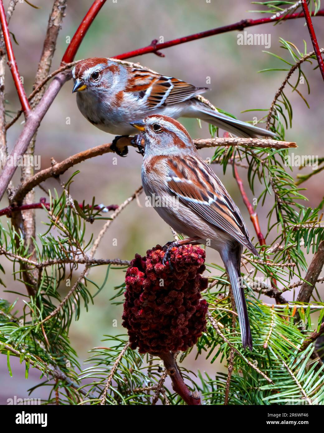 American Tree Sparrow Ehepaar aus nächster Nähe, hoch oben auf einem roten HirschhornSumac mit Nadelwäldern im Hintergrund in ihrer Umgebung. Stockfoto