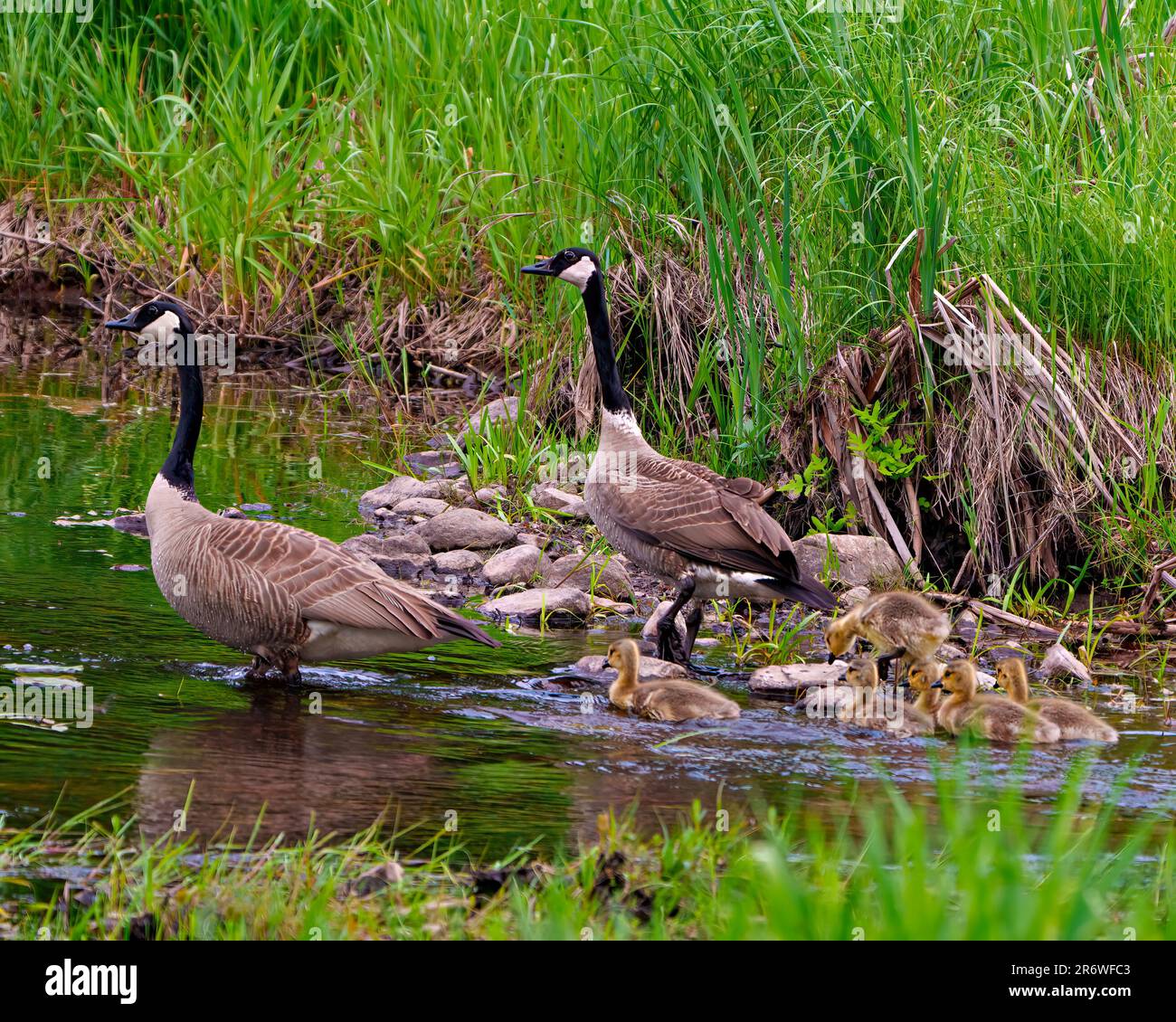 Kanadische Gans mit Gosling-Babys, die im Fluss schwimmen, mit einer Nahaufnahme von der Seite in ihre Umgebung und ihren Lebensraum und zum Schutz ihres Vogelbabys. Stockfoto