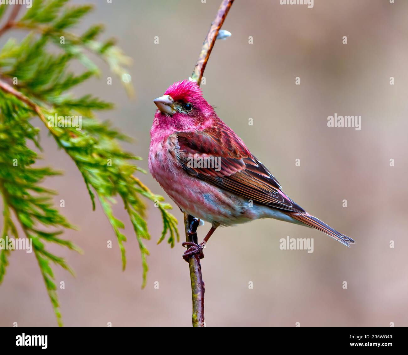 Purple Finch, männliche Nahaufnahme, hoch oben auf einem Ast mit Knospen und roter Farbe mit weichem, unscharfem braunem Hintergrund. Finch Picture Stockfoto