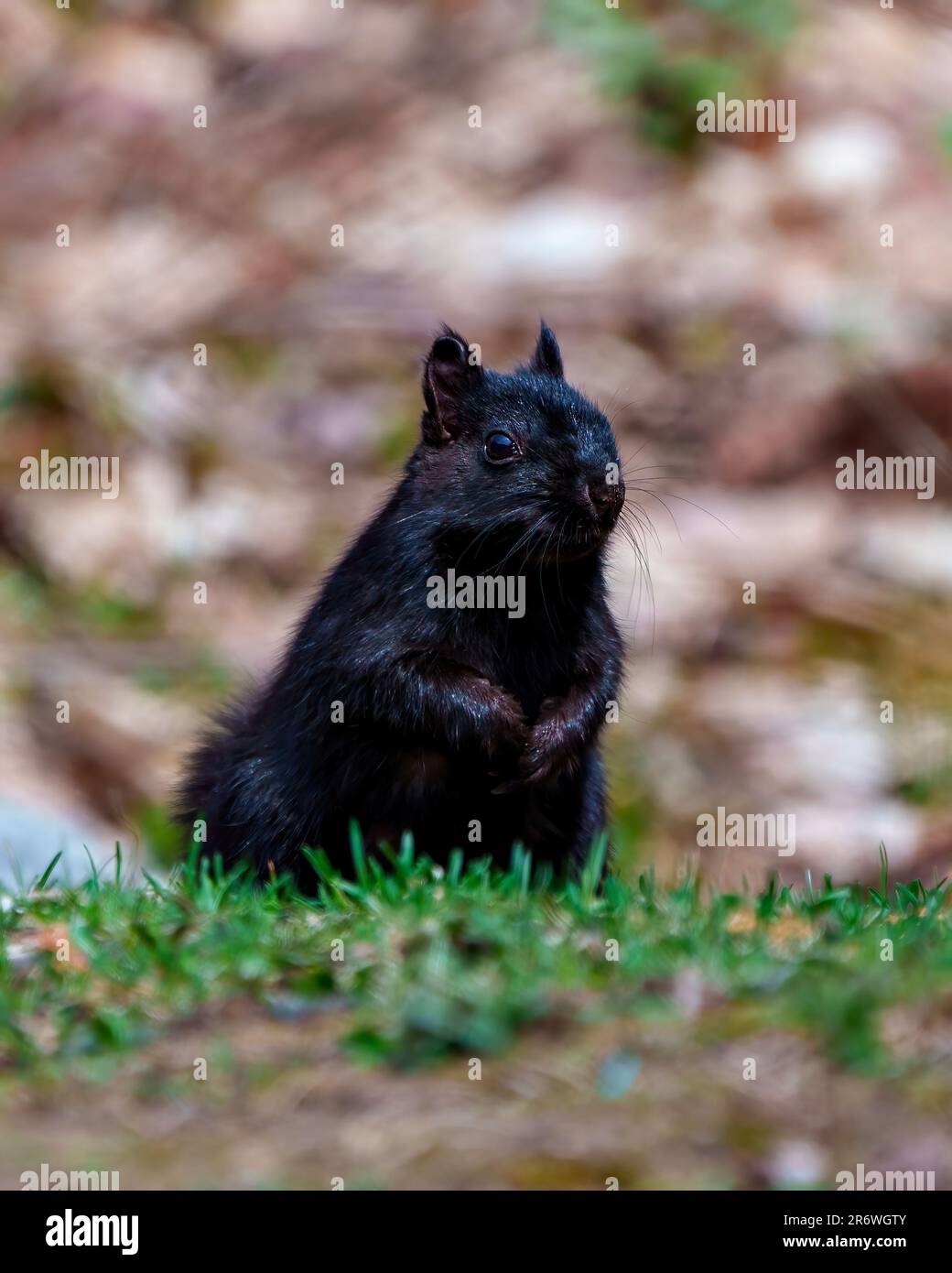 Eichhörnchen aus nächster Nähe, rund mit weichem braunem Hintergrund in seiner Umgebung und Umgebung. Schwarzes Eichhörnchen-Porträt. Stockfoto