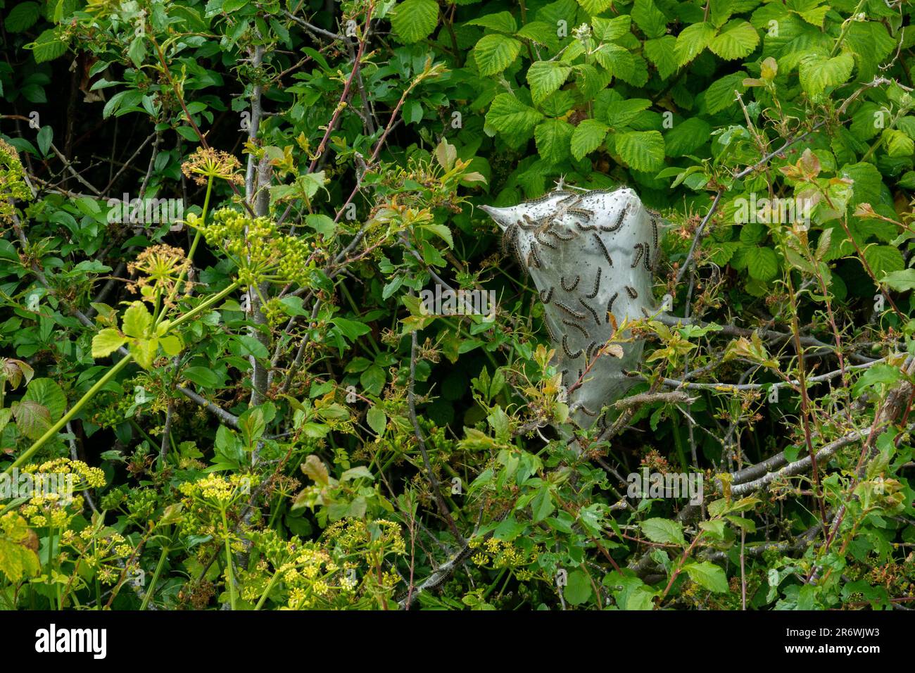 Mikro-Minen-Motten-Raupe-Web Stockfoto