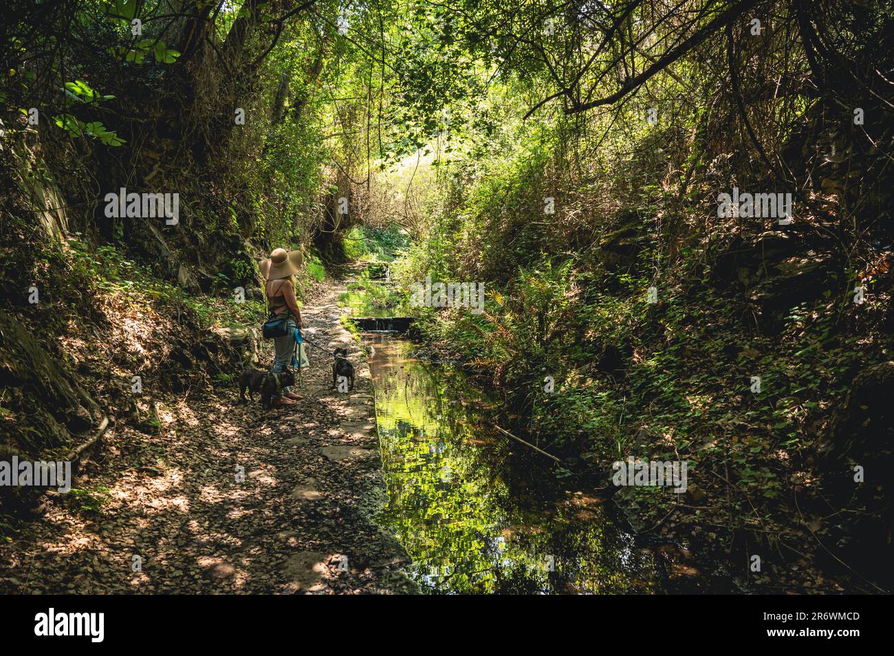 Frau mit zwei Hunden, die im grünen Idyll im Wald entlang der Wasserläufe der Ali Amir Quellen auf der griechischen Insel Kythira spazieren Stockfoto