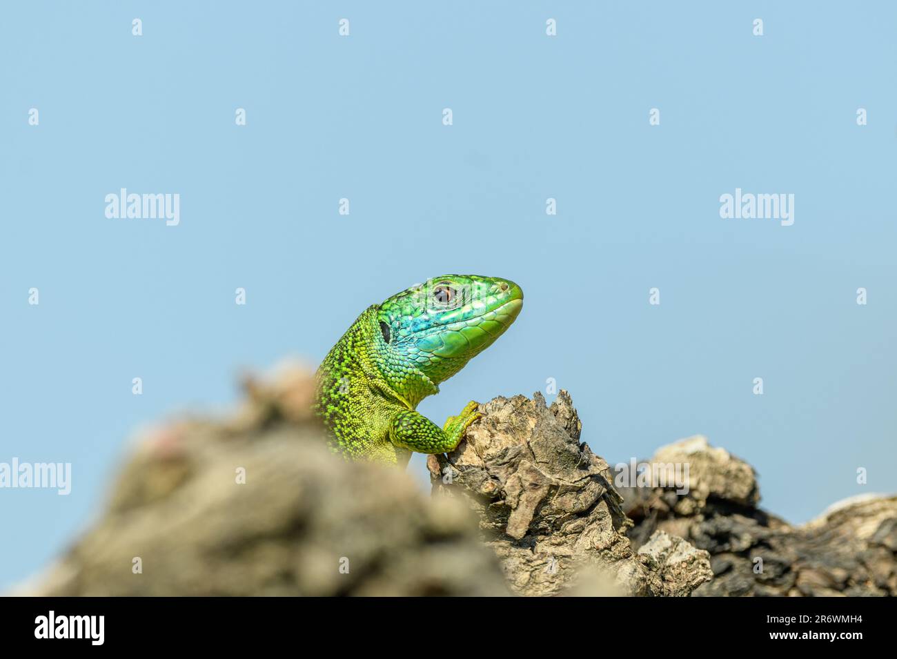 Westliche grüne Eidechse (Lacerta bilineata), männlich, der sich in der Sonne im Gebüsch sonnt. Bas-Rhin, Collectivite europeenne d'Alsace, Grand Est, Frankreich, Europa. Stockfoto