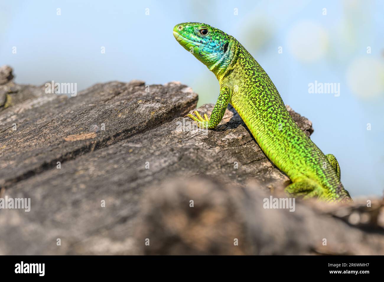 Westliche grüne Eidechse (Lacerta bilineata), männlich, der sich in der Sonne im Gebüsch sonnt. Bas-Rhin, Collectivite europeenne d'Alsace, Grand Est, Frankreich, Europa. Stockfoto