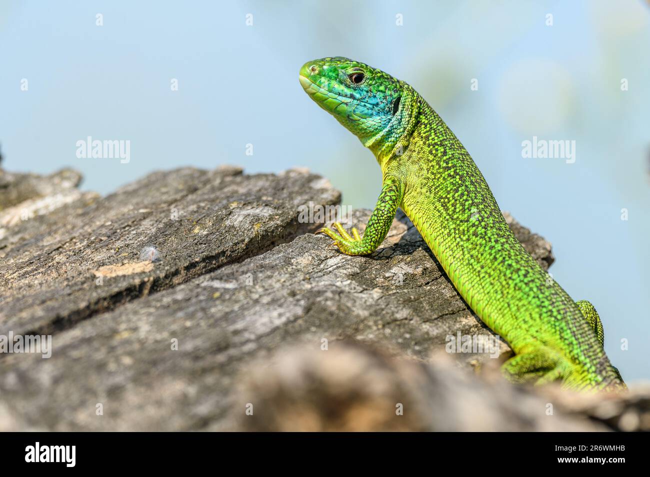 Westliche grüne Eidechse (Lacerta bilineata), männlich, der sich in der Sonne im Gebüsch sonnt. Bas-Rhin, Collectivite europeenne d'Alsace, Grand Est, Frankreich, Europa. Stockfoto