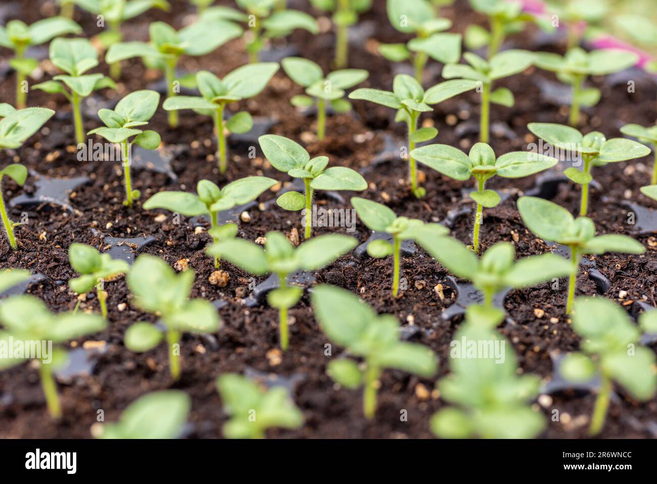 Junge Snapdragon-Blütenkeimlinge in ihrer Vermehrungsschale. Schneiden Sie den Blumengarten selbst. Pflanzensämlinge. Stockfoto