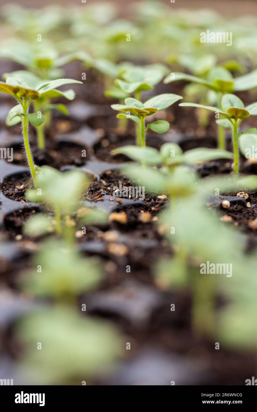 Junge Snapdragon-Blütenkeimlinge in ihrer Vermehrungsschale. Schneiden Sie den Blumengarten selbst. Pflanzensämlinge. Stockfoto
