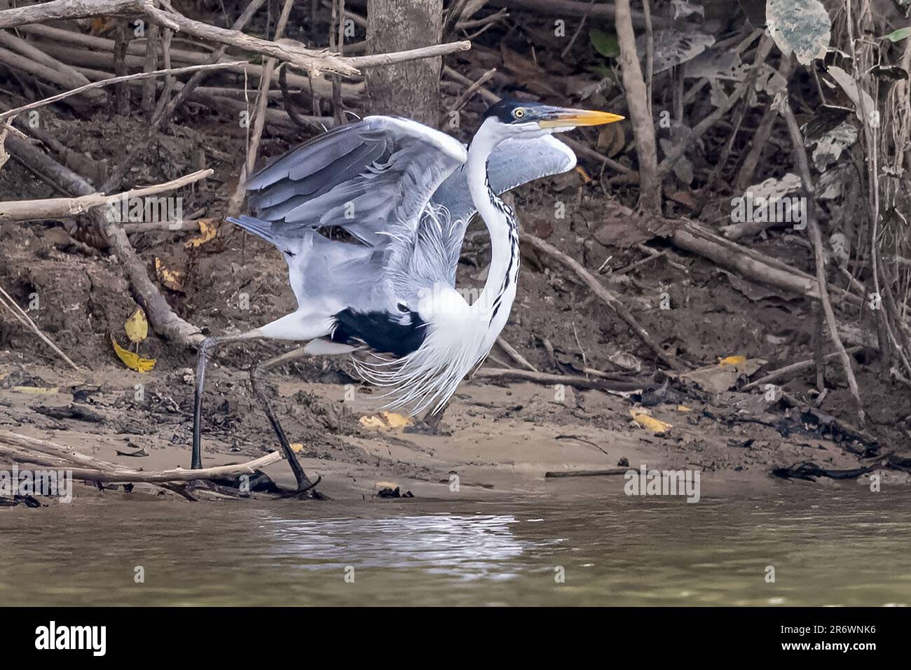 Cocoi Heron, Abflug, Rupununi-Fluss, obere Takutu-obere Essequibo-Region, Guyana Stockfoto