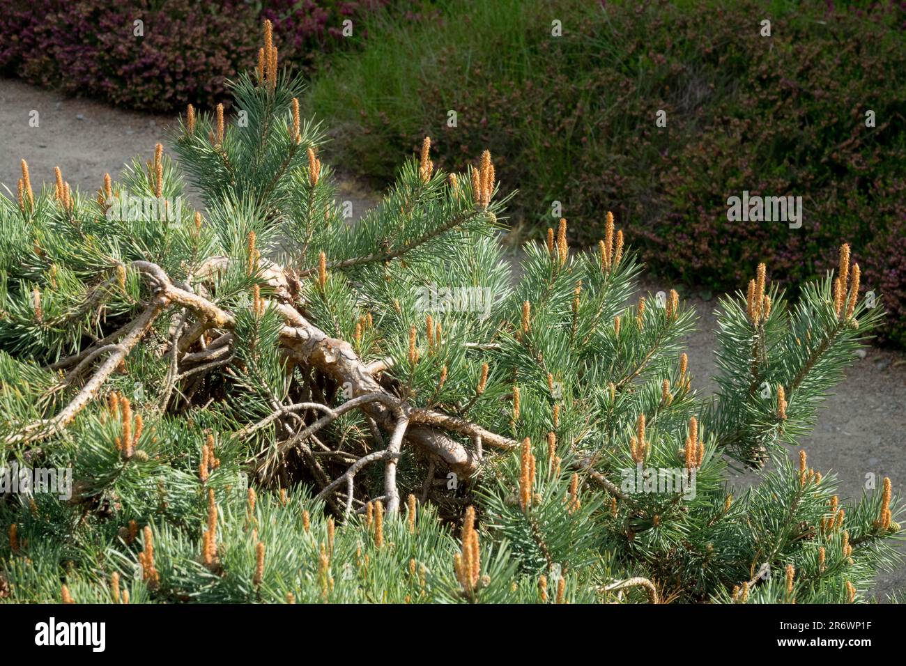 Alter Pinus sylvestris 'Albyns' Pinus Baum niedriger wuchs Zwerg buschig, niedergestreut Kieferngarten Schotten Kiefernwald Nadelbaum Pinus Albyns Schottenkiefer Garten Stockfoto