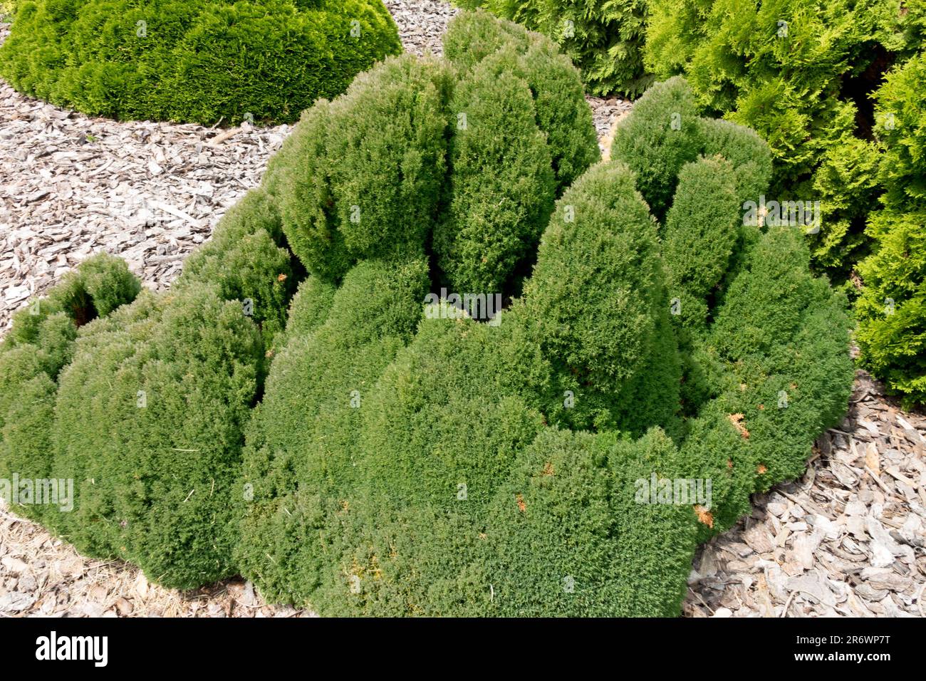Thuja 'Teddy' Baum Miniatur Garten Sorte Thuja occidentalis 'Teddy' Kissen Wachstum Nadelbäume Zwerg immergrüne Biota langsam wachsende Thuja Tiny Low Stockfoto