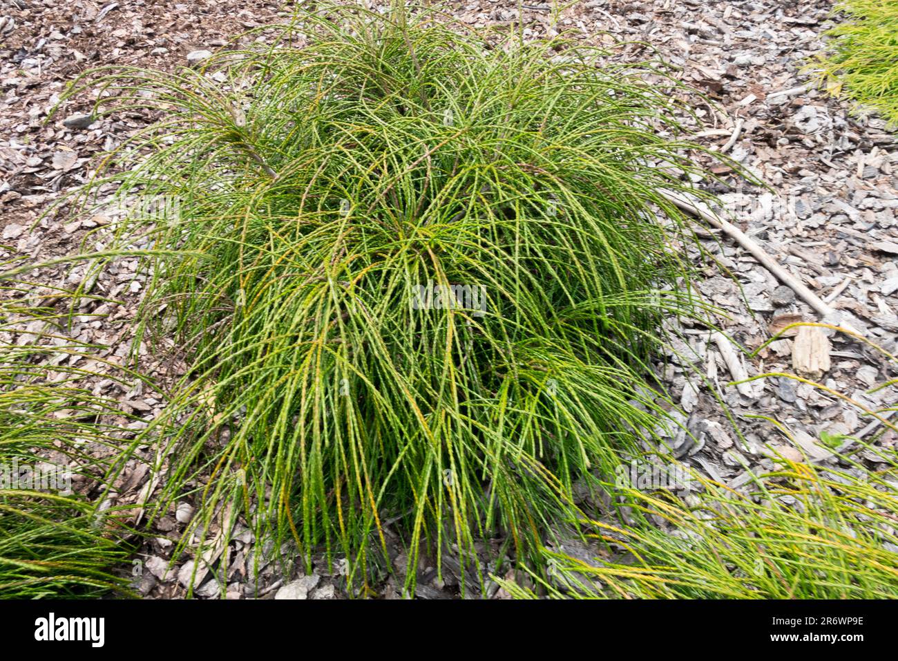 thuja smaragd 160 180 cm Thuja Smaragd 160-180 cm för Trädgården – Thujor.se main image 0