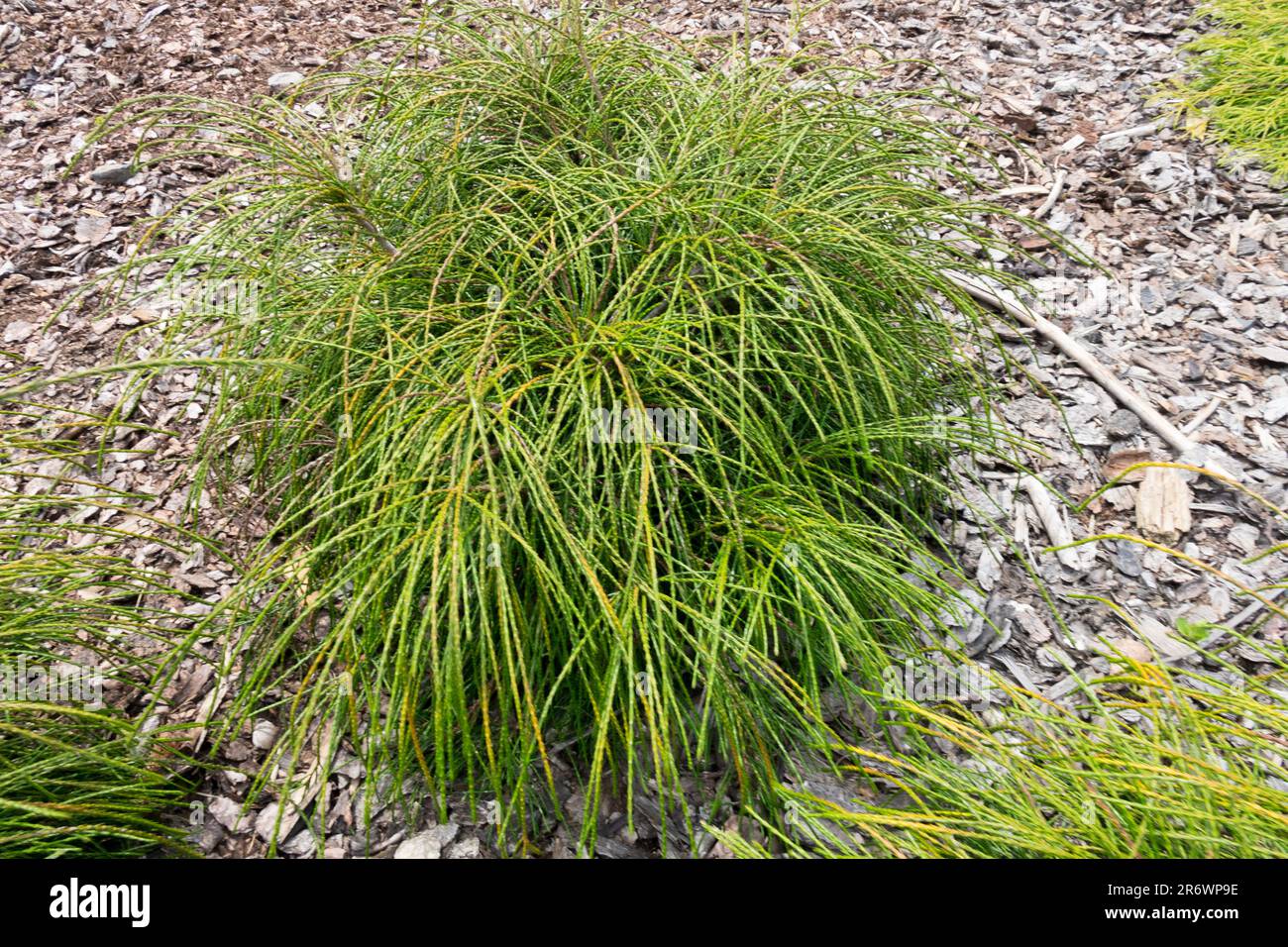 WESTERN Arborvitae Thuja plicata Whipcord Shinglewood Western Red Cedar Evergreen Garden außergewöhnliche CultivaSmall Tiny Low Growing Thuja Whipcord Stockfoto