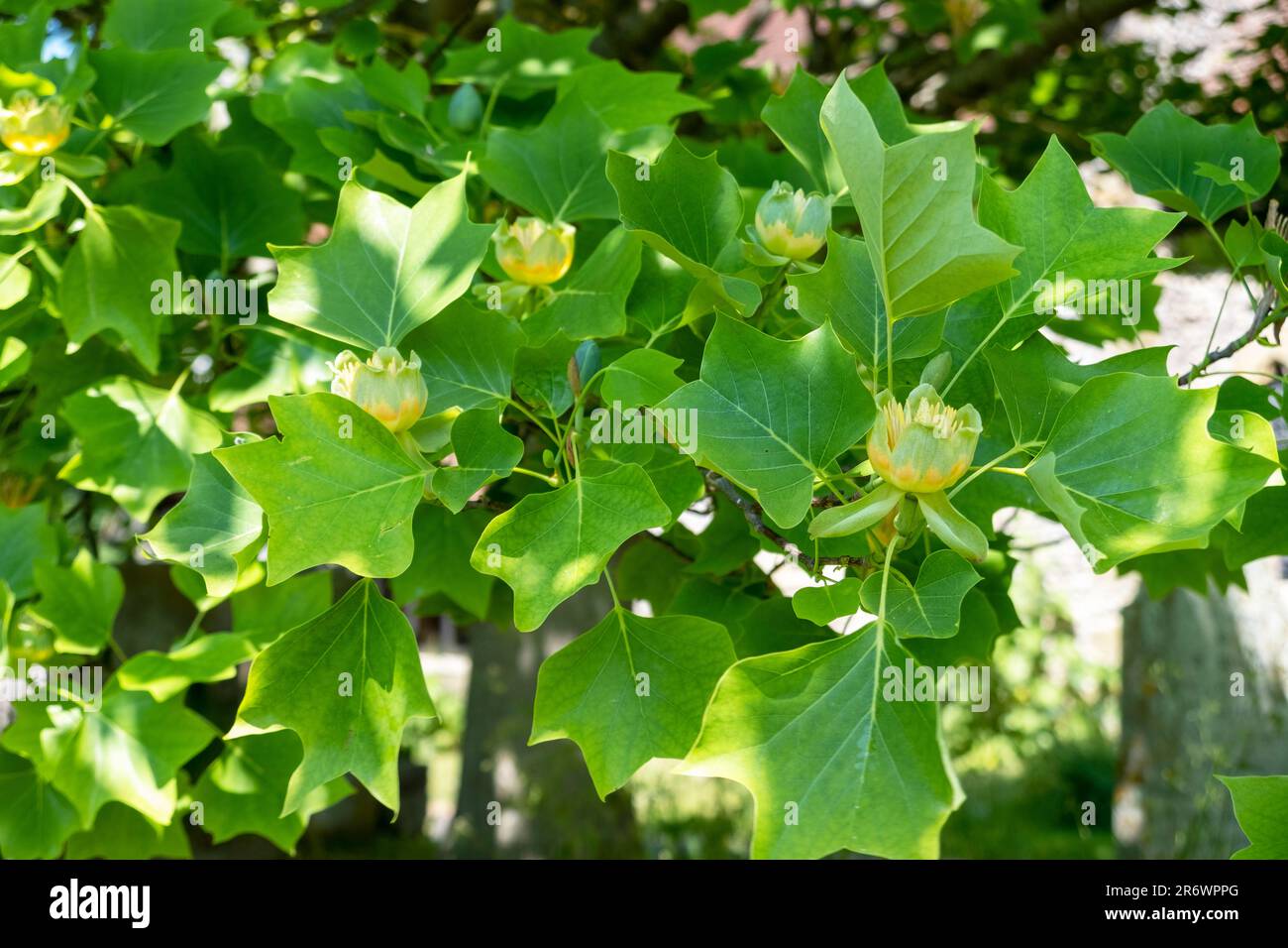 American Tulip Tree (Liriodendron Tulipfera) auf dem geschützten Friedhof East Sussex, Großbritannien Stockfoto