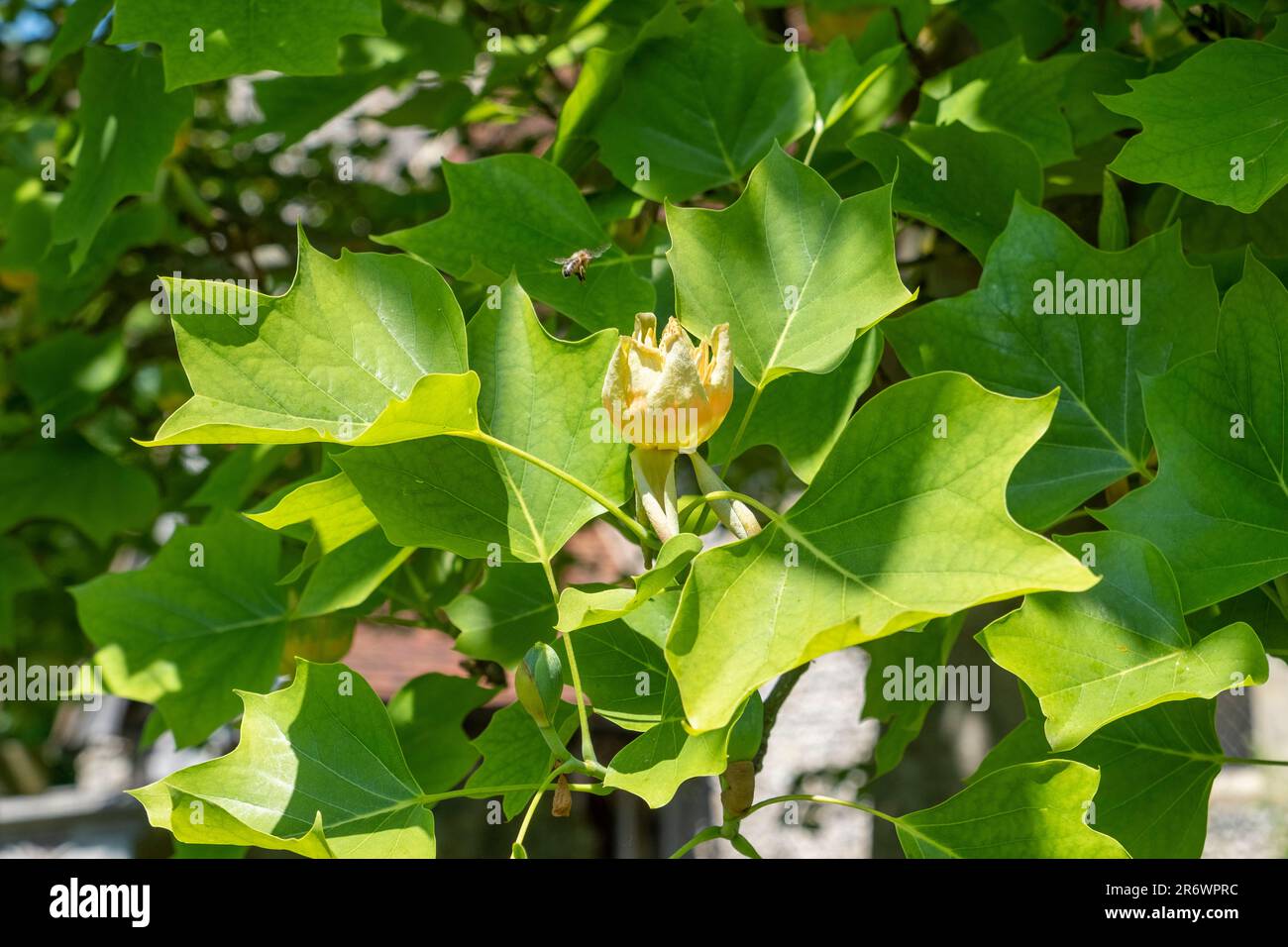 American Tulip Tree (Liriodendron Tulipfera) auf dem geschützten Friedhof East Sussex, Großbritannien Stockfoto