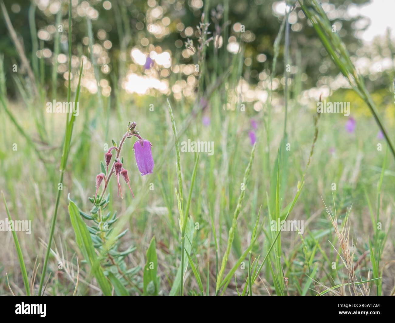 Daboecia cantabrica blüht im Sommer auf einer Wiese Stockfoto