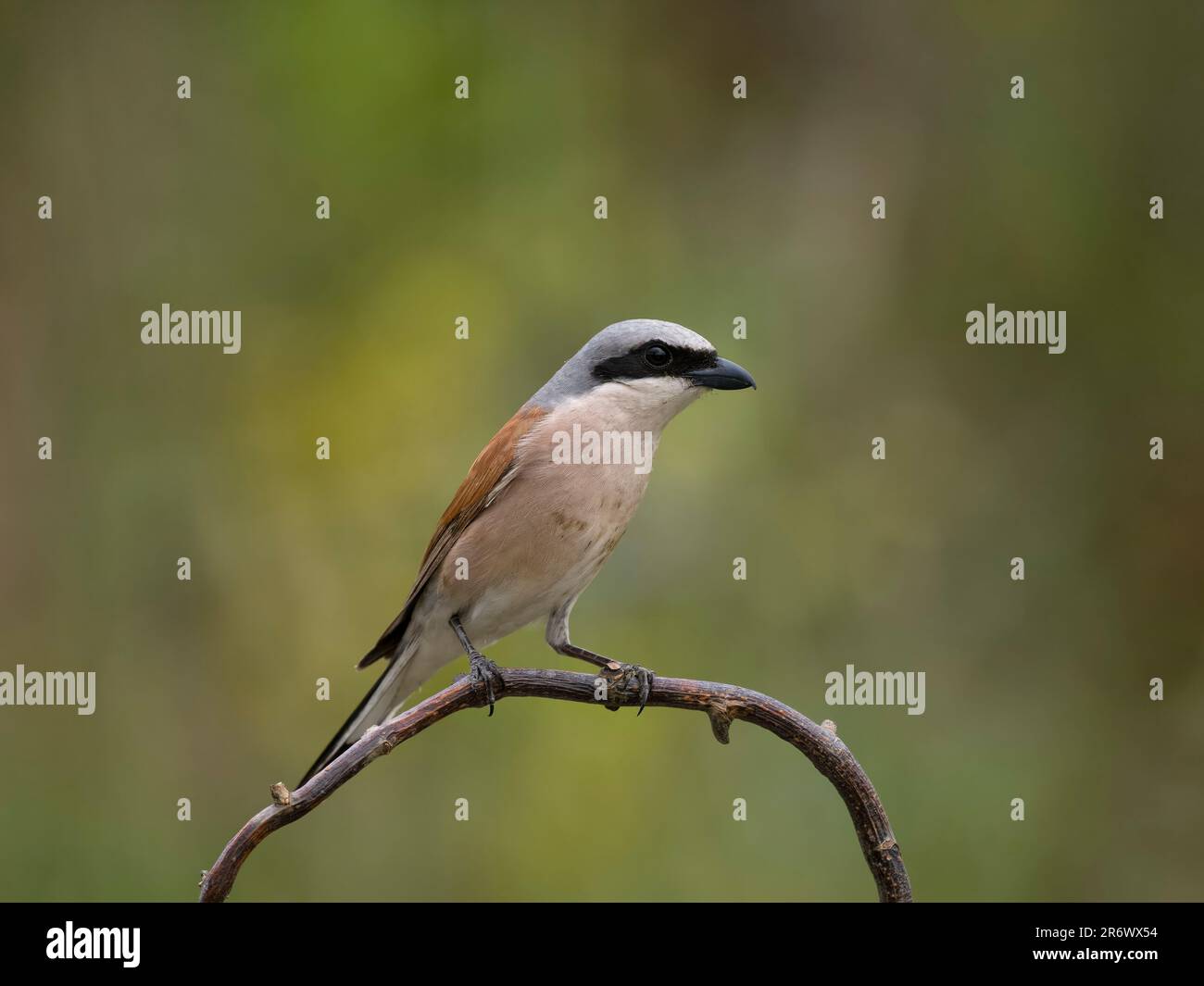 Rotkauz, Lanius collurio, Single Bird on Branch, Bulgarien, Juni 2023 Stockfoto