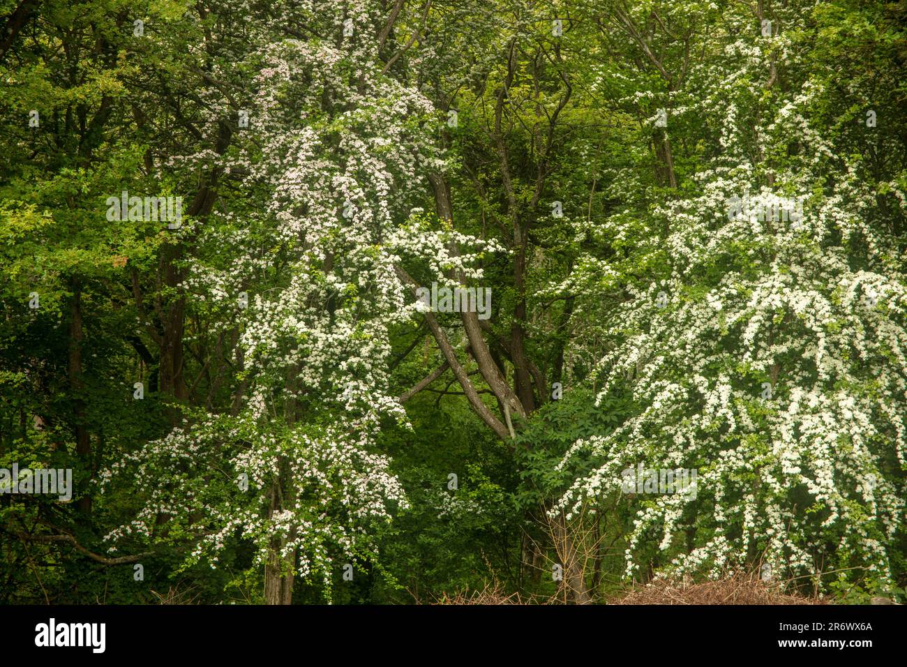 Natürliches blühendes Pflanzenporträt des blühenden Hawthorne im Frühling Stockfoto