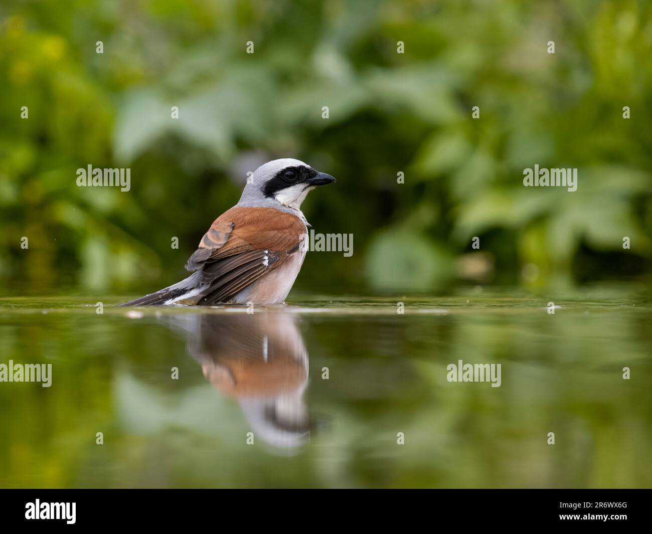 Red-Back Shrike, Lanius collurio, Single Bird bading in water, Bulgarien, Juni 2023 Stockfoto