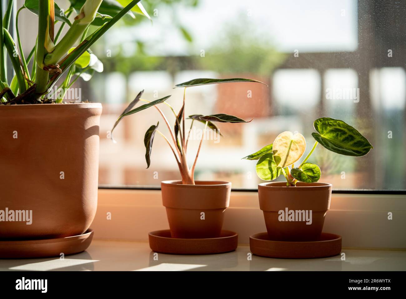 Kleine Alocasia, Monstera und Anthurium Silver Blush Pflanze in Tontpfen  auf Fensterbank zu Hause Stockfotografie - Alamy