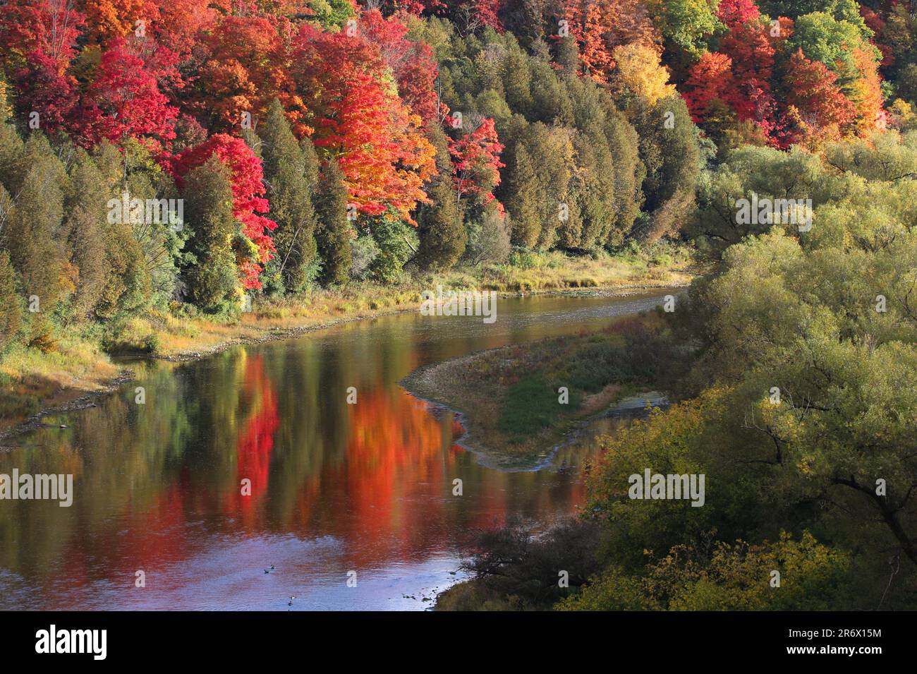 Der Grand River in Kitchener, Ontario, Kanada, spiegelt sich in leuchtenden Herbstfarben wider. Stockfoto
