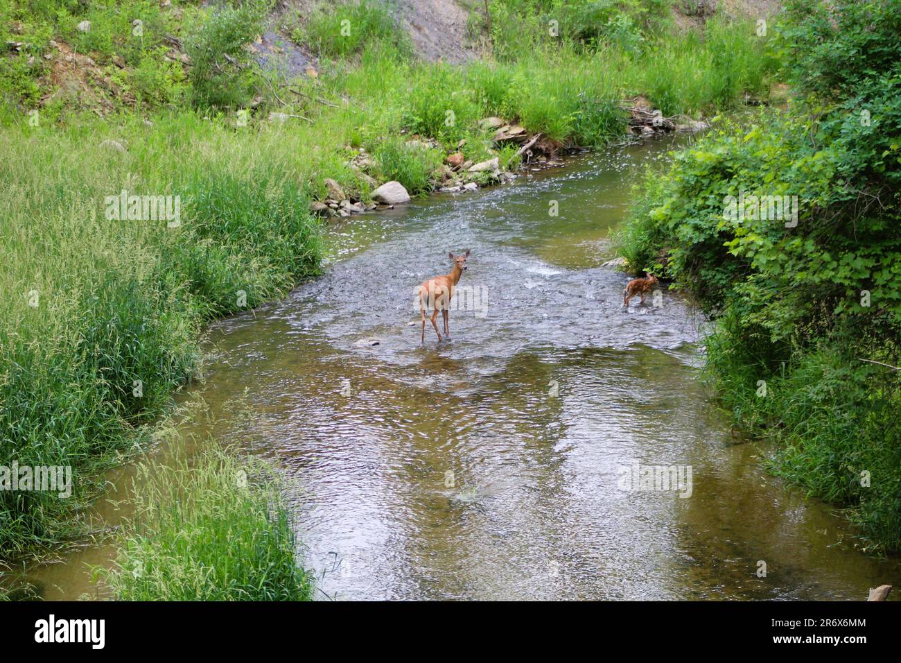 Hirsche und Feen im Bach Stockfoto