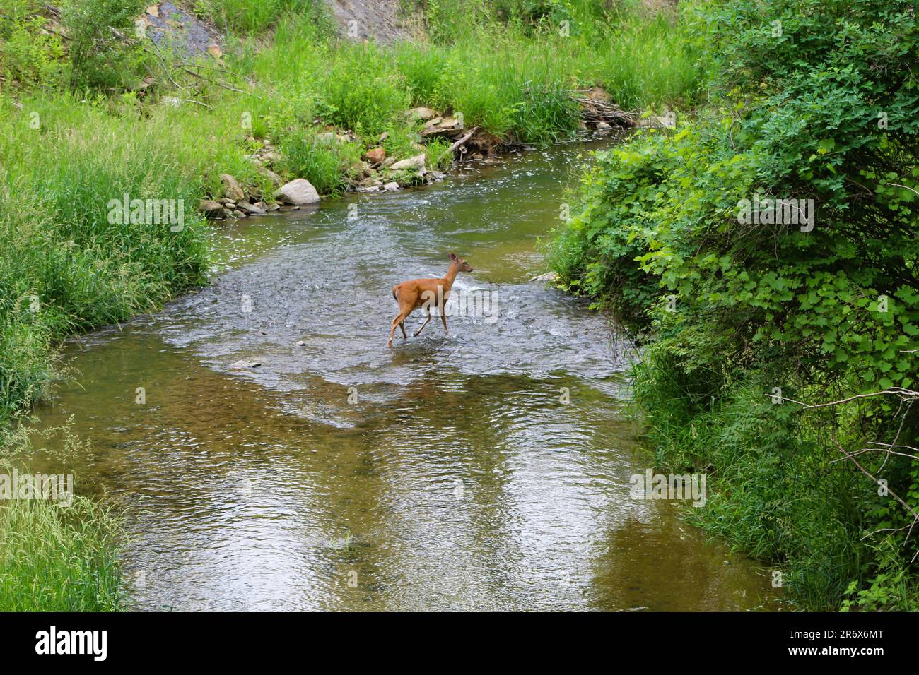 Hirsche und Feen im Bach Stockfoto