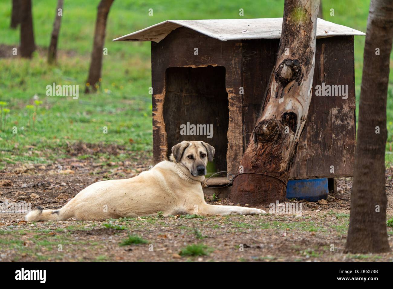 Ein Kangal Dog liegt vor seinem Hundezwinger in der Türkei Stockfoto