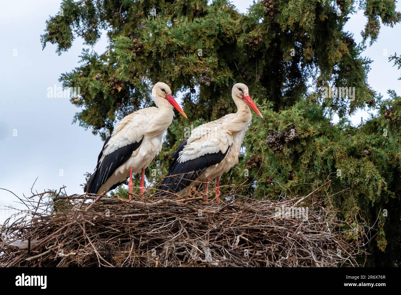 Zwei Störche sitzen in einem Nest in der Türkei Stockfoto