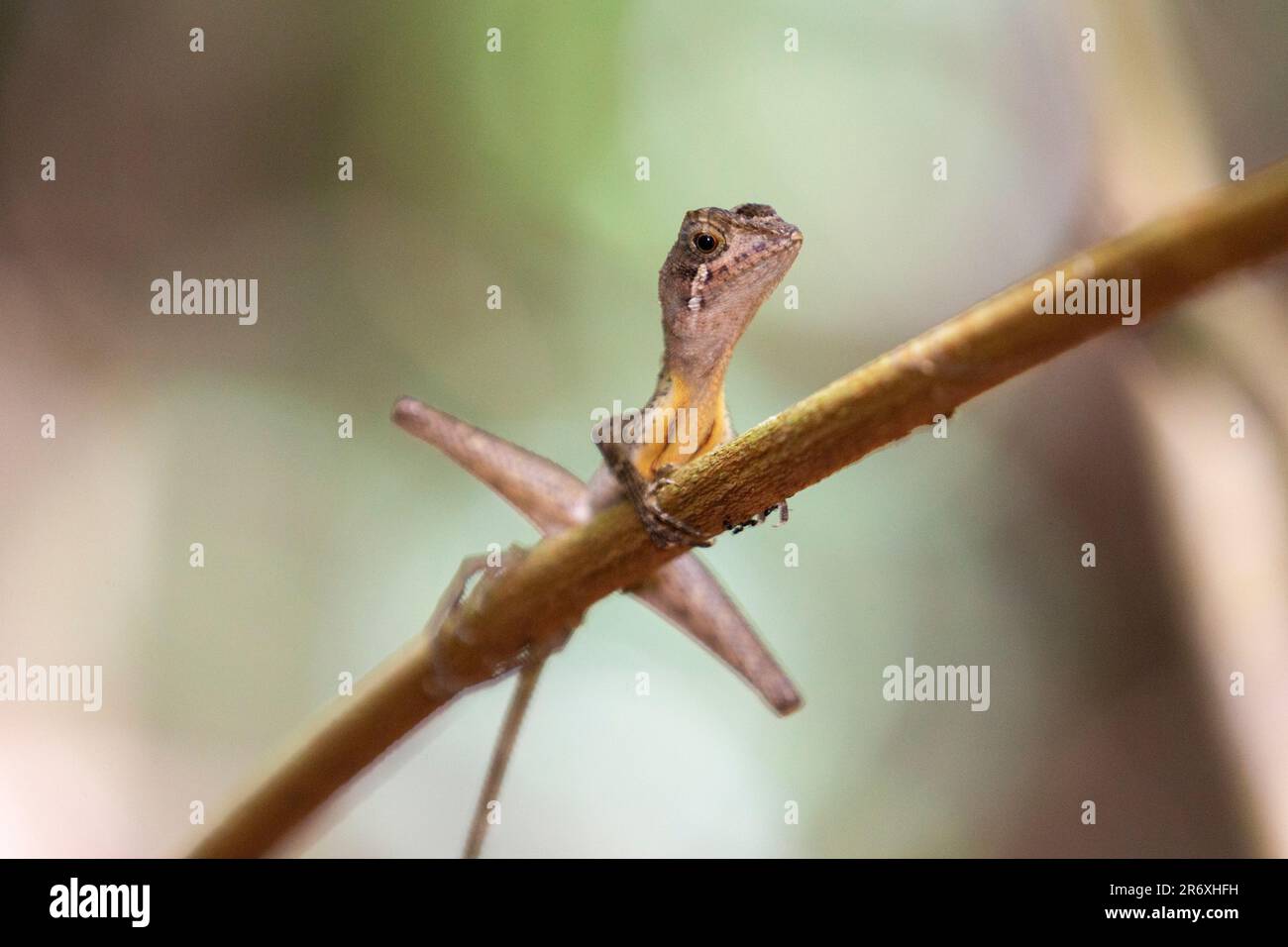 Otocryptis wiegmanni, gemeinhin als Sri-lankische Känguru-Eidechse bezeichnet, ist eine kleine, am Boden lebende Agammaeise, die in Sri Lanka endemisch ist. Stockfoto