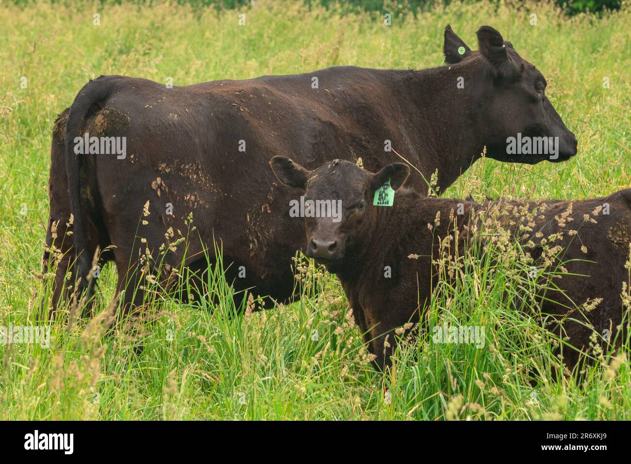 Muscheln: Ein schwarzes Angusskalb untersucht einen Feldeindringling Stockfoto