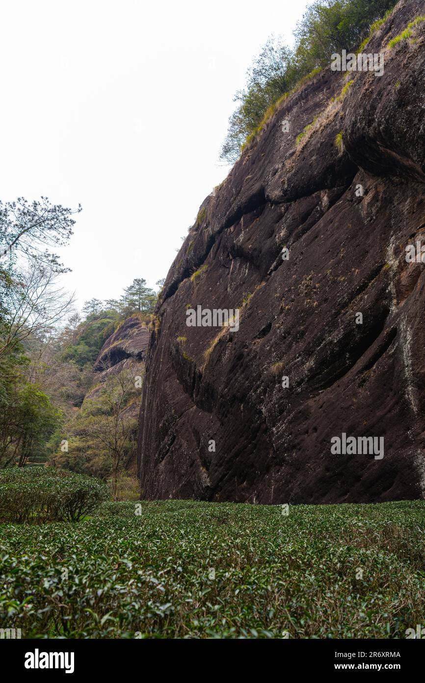 Teeterrassen in Da Hong Pao Cha oder Big Red Robe Tea malerische Gegend in Wuyishan China in der Provinz Fujian. Vertikales Bild mit Kopierbereich Stockfoto